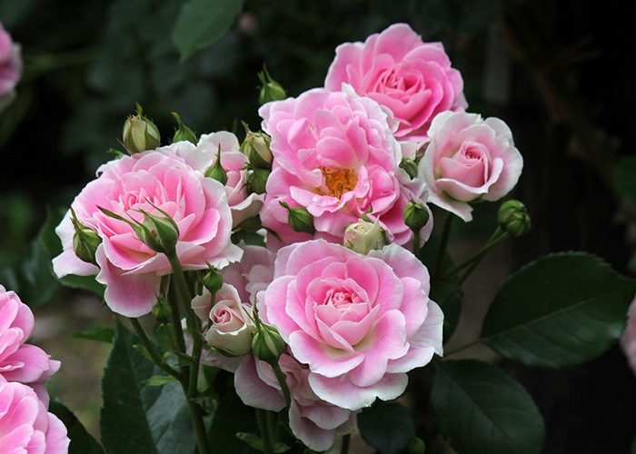 シェアリング ア ハピネス 大苗予約 7号鉢植え バラ苗 契約品種 四季咲き中輪房咲き系 フロリバンダローズ スプレー咲き 禅ローズ バラ苗 日 禅ローズ バラとハーブの専門ショップ 大神 おおが ファーム シェアリング ア ハピネス 大苗予約 7号鉢植え バラ苗 契約品種 四季咲き中輪房咲き系 フロリバンダローズ スプレー咲き 禅ローズ バラ苗 日 禅ローズ バラとハーブの専門ショップ 大神 おおが ファーム