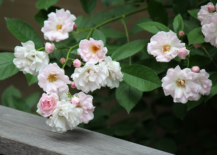 sakura様 バラ苗 楽天市場】予約苗 バラ苗 【桜衣 (さくらごろも