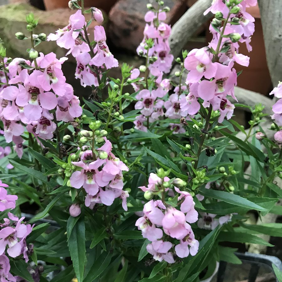 アンゲロニア セレナ ピンク 宿根草 ガーデニング用 宿根草 バラとハーブの専門ショップ 大神 おおが ファーム