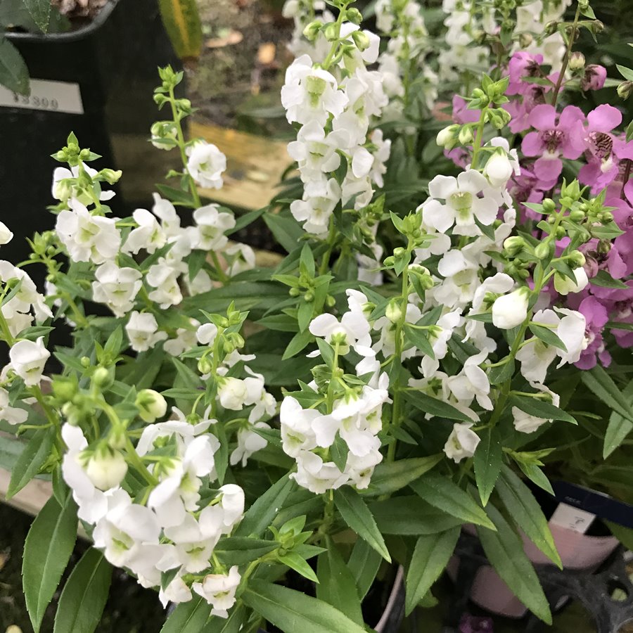 アンゲロニア セレナ ホワイト 宿根草 ガーデニング用 宿根草 バラとハーブの専門ショップ 大神 おおが ファーム