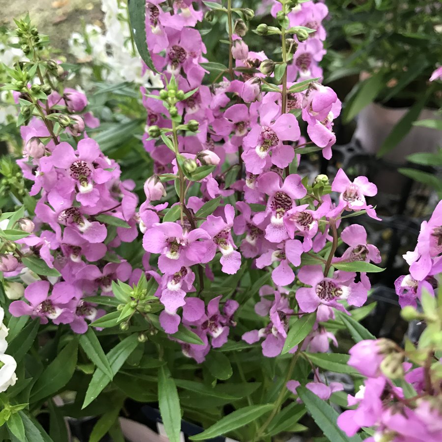 アンゲロニア セレナ ラベンダーピンク 宿根草 ガーデニング用 宿根草 バラとハーブの専門ショップ 大神 おおが ファーム