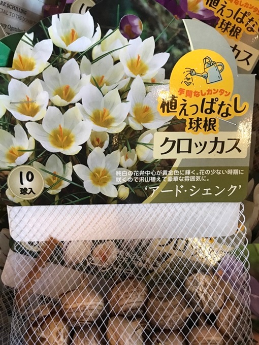 クロッカス 'アード・シェンク' 秋植え球根 植えっぱなし球根 10球入り | 球根,小球根 | | バラとハーブの専門ショップ 大神(おおが)ファーム クロッカス 'アード・シェンク' 秋植え球根 植えっぱなし球根 10球入り | 球根,小球根 | | バラとハーブの専門ショップ 大神(おおが)ファーム