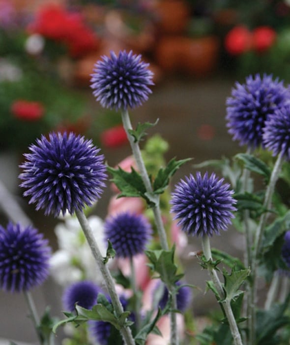 エキノプス　ブルー（10.5cmポット）　　宿根草　ガーデニング用