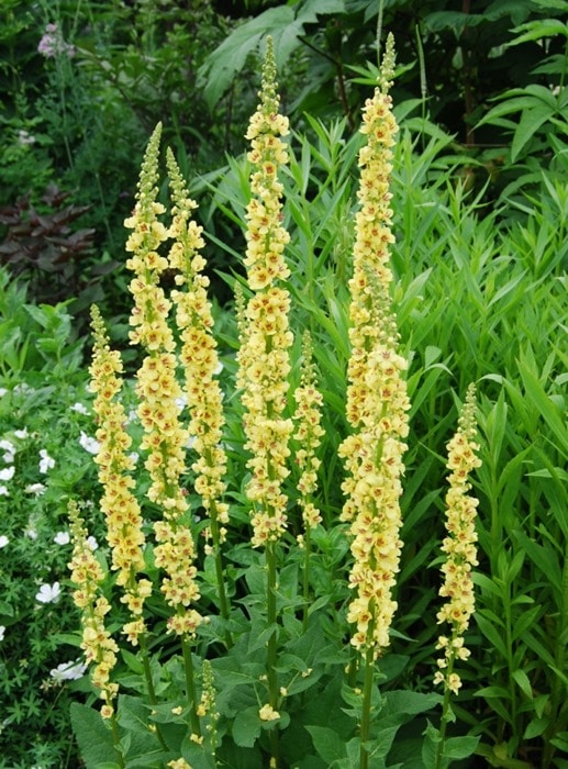 バーバスカム　シックスティーンキャンドルズ　　宿根草　ガーデニング用