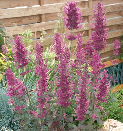 アガスターシェ　ボレロ　　宿根草　ガーデニング用