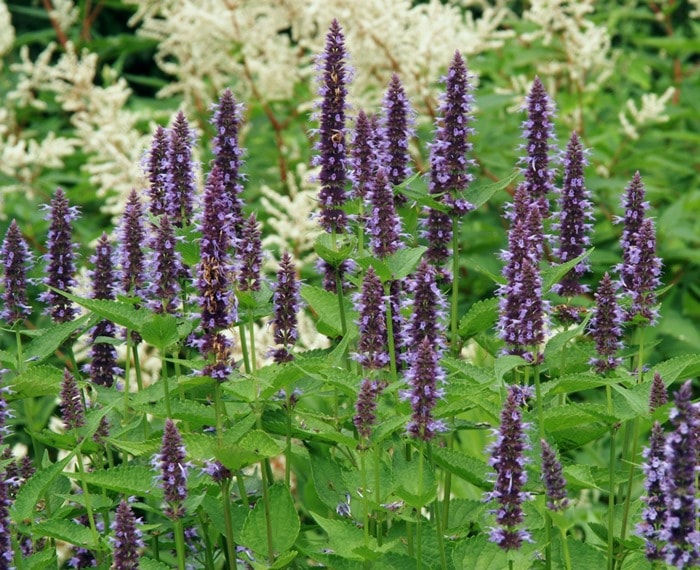 アガスターシェ　ブラックアダー（10.5cmポット）　　宿根草　ガーデニング用