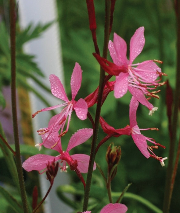 ガウラ シスキューピンク 宿根草 ガーデニング用 | 宿根草 | | バラと