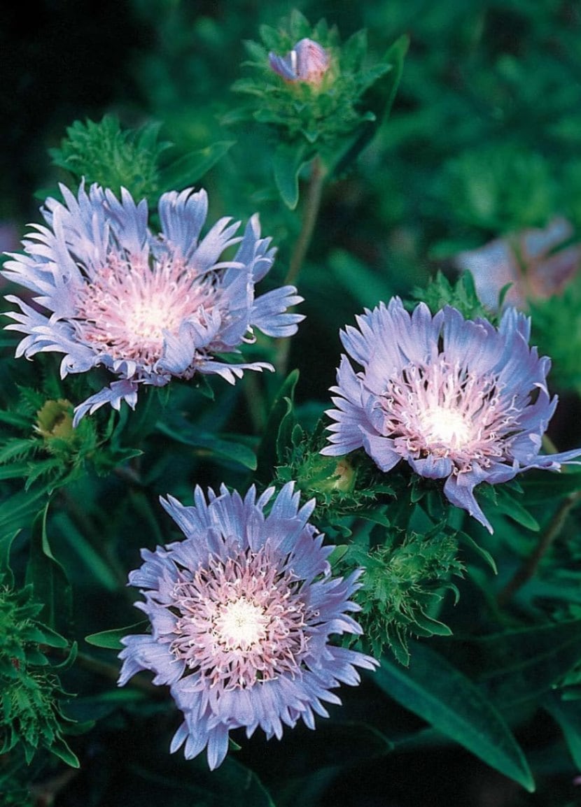 ストケシア　ブルースター（10.5cmポット）　　宿根草　ガーデニング用