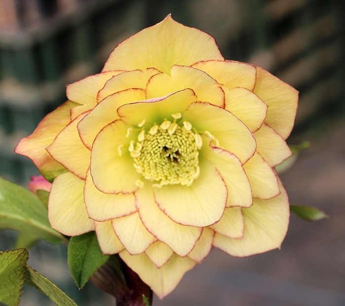 クリスマスローズ ウィンターシンフォニー ダブル イエローピコティ ガーデニング用 クリスマスローズ バラとハーブの専門ショップ 大神 おおが ファーム