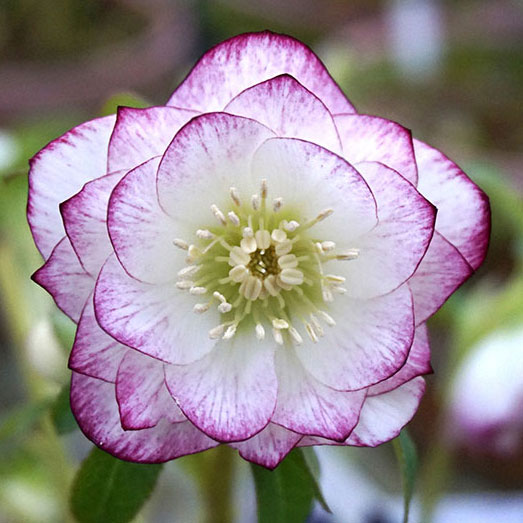 クリスマスローズ ウィンターシンフォニー ダブル ピコティ ガーデニング用 クリスマスローズ バラとハーブの専門ショップ 大神 おおが ファーム