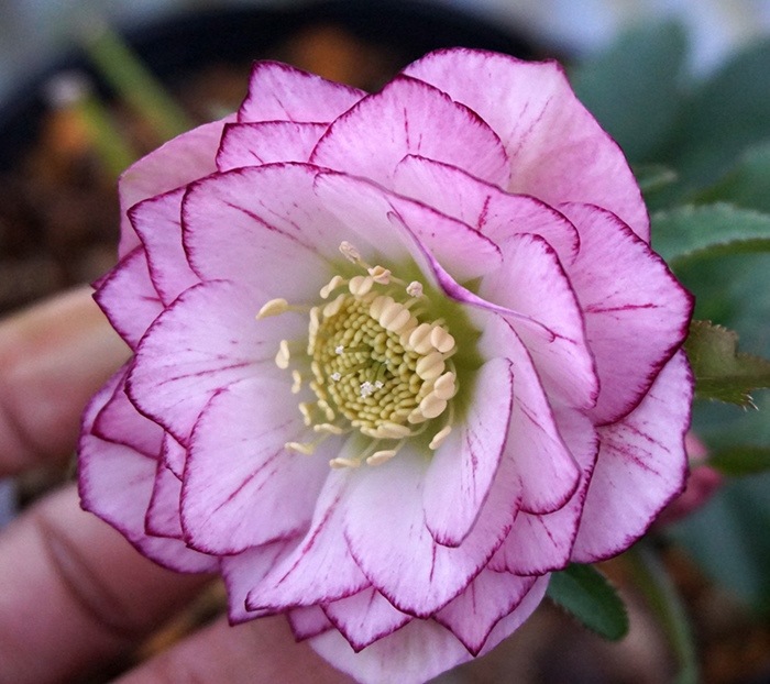 クリスマスローズ ウィンターシンフォニー ダブル ピンクピコティ ガーデニング用 クリスマスローズ バラとハーブの専門ショップ 大神 おおが ファーム