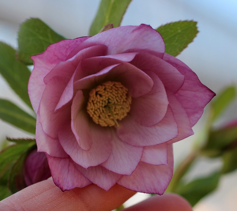 クリスマスローズ オリエンタリス ミスティローズダブル クリスマスローズ バラとハーブの専門ショップ 大神 おおが ファーム