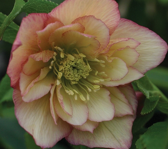 クリスマスローズ・オリエンタリス　ダブルアプリコット系