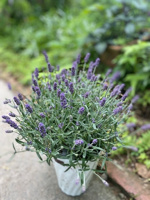 ラベンダー・アロマティコ（イングリッシュ系）　二季咲き　ハーブ苗　5号鉢植え《農林水産省登録品種》