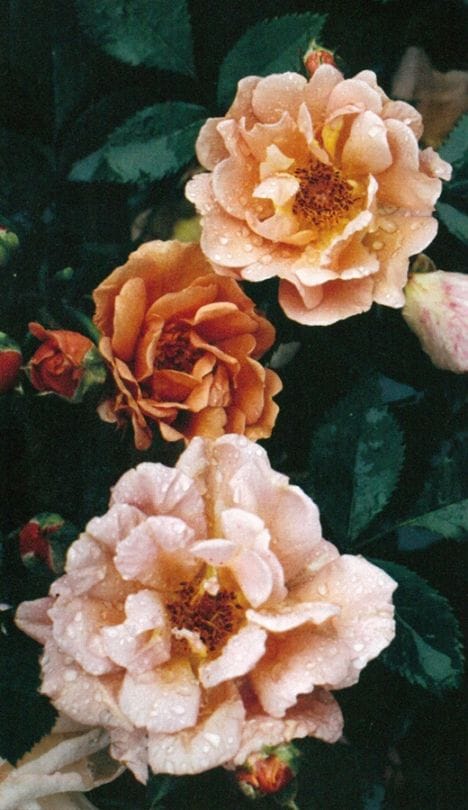 チャーリー・ブラウン （大苗予約）7号鉢植え　ミニチュア　ミニバラ　四季咲き　バラ苗　《契約品種》　禅ローズ　