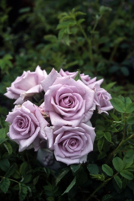 薔薇の海　ばらのうみ （大苗）7号鉢植え　四季咲き　ミニチュア　禅ローズ　バラ苗　《契約品種》