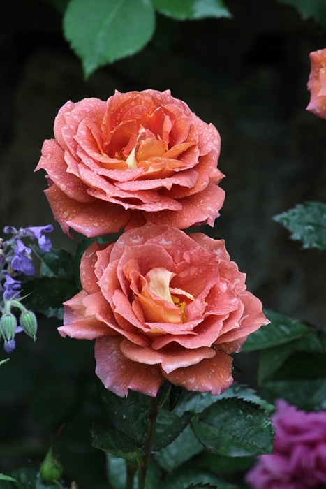 バラ苗 Roses,ブランド（ナーセリー）から選ぶ,英：ワ-ナーズ