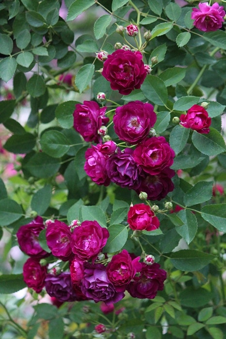 紫色の大きなバラの苗therry marx 6号大苗 ティエリ マルクス | 天空の