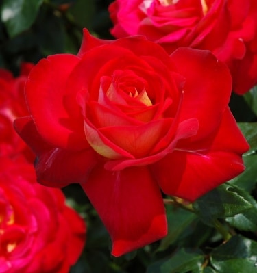 希望（大苗予約）7号鉢植え バラ苗 四季咲き大輪系（ハイブリッド