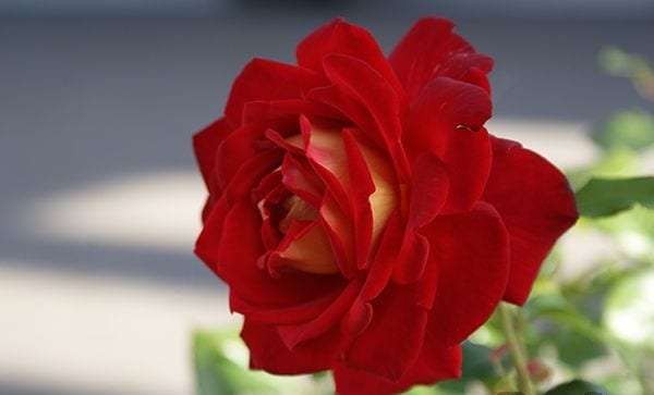 希望（大苗予約）7号鉢植え バラ苗 四季咲き大輪系（ハイブリッド