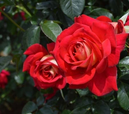 バラ苗　　超レア種　9号鉢接ぎ木大苗　四季咲き バラ苗 スイートマスタード (大苗) ハイブリッドティー 四季咲き 大輪