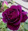 エブタイド（大苗予約）7号鉢植え　バラ苗　　四季咲き中輪房咲き系（フロリバンダローズ）スプレー咲き