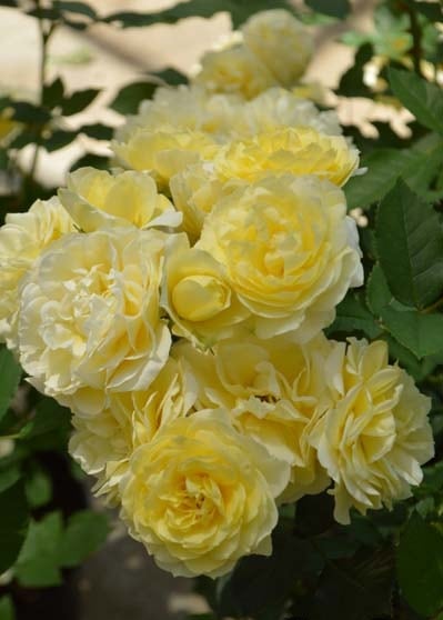 恋きらら（こいきらら）（大苗）7号鉢植え　バラ苗　《農林水産省 登録品種》　四季咲き中輪房咲き系（フロリバンダローズ）スプレー咲き