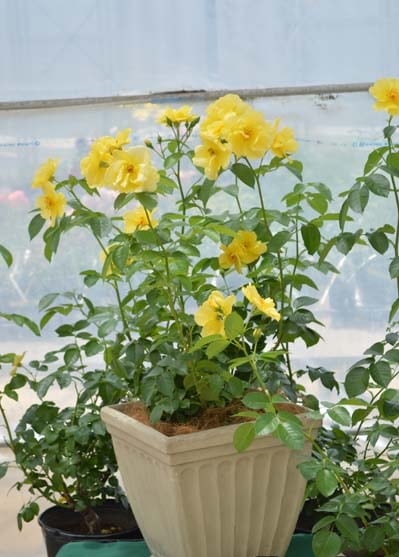レモン・フィズ（大苗予約）7号鉢植え バラ苗 《農林水産省 登録品種