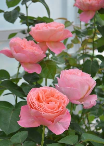 マドモアゼル・メイアン（大苗予約）7号鉢植え 四季咲き大輪系