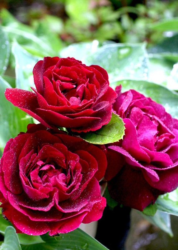 スヴニール・ドゥ・ドクトル・ジャメイン（大苗予約）7号鉢植え　バラ苗　　つるバラ