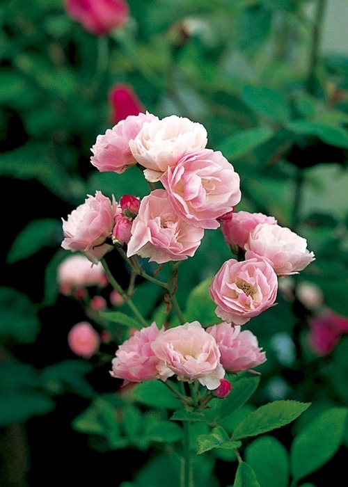 群舞（ぐんまい）（大苗予約）7号鉢植え　バラ苗　つるバラ