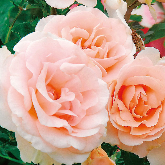 ミセス・アイリス・クロウ（大苗予約）7号鉢植え バラ苗 四季咲き中輪