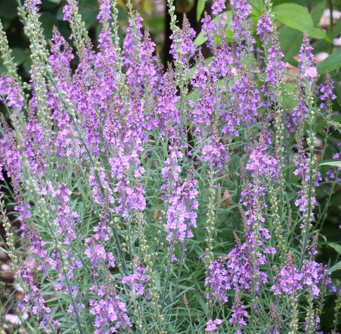 宿根リナリア パープレア 宿根草 宿根草 バラとハーブの専門ショップ 大神 おおが ファーム