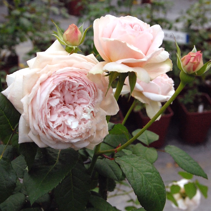 バラ苗　　切り花　7号鉢　四季咲き プチ・ポワン（新苗）7号鉢植え 四季咲き 河本バラ園 Kawamoto