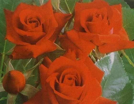 ニコロ・パガニーニ（大苗）7号鉢植え　　四季咲き中輪房咲き系（フロリバンダローズ）スプレー咲き　バラ苗　