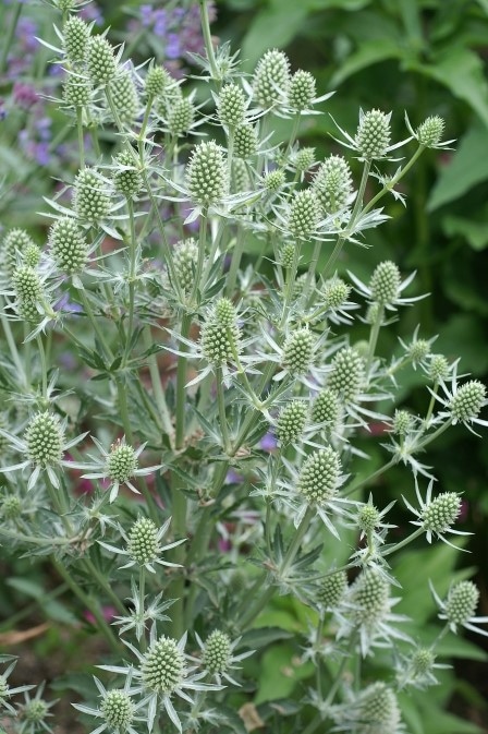 エリンジュ―ム　’ホワイトグリッター’　宿根草（10.5cmポット）