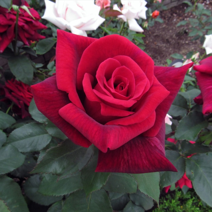 薔薇　3号 29432_1.jpg