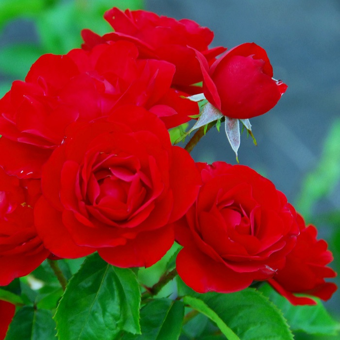 リリ マルレーン 大苗 7号鉢植え バラ苗 四季咲き中輪房咲き系 フロリバンダローズ スプレー咲き バラ苗 フロリバンダローズ 四季咲き中輪房咲き種 バラとハーブの専門ショップ 大神 おおが ファーム