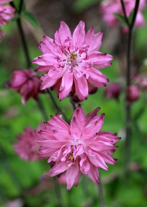 西洋オダマキ　ローズバロー　　宿根草　ガーデニング用（10.5cmポット）