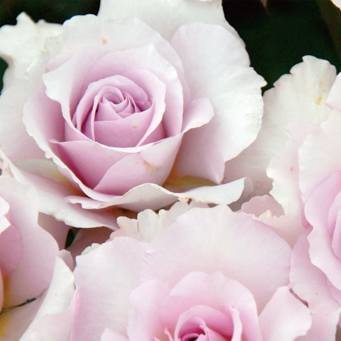 ニューウエーブ 大苗予約 7号鉢植え バラ苗 四季咲き大輪系 ハイブリッドティーローズ バラ苗 ハイブリッドティーローズ 四季咲き大輪種 バラとハーブの専門ショップ 大神 おおが ファーム