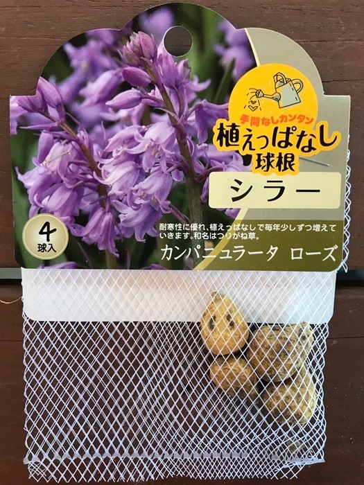 シラー カンパニュラータ ローズ 秋植え球根 4球入り 球根 小球根 バラとハーブの専門ショップ 大神 おおが ファーム