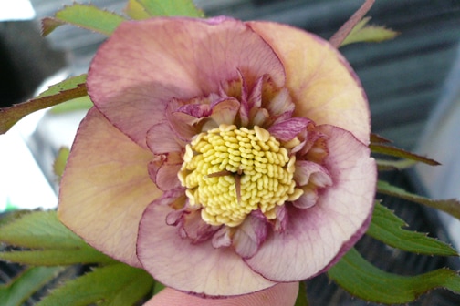 クリスマスローズ・オリエンタリス　セミダブル・アプリコット