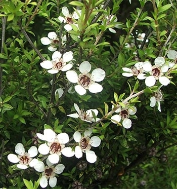 マヌカ　ニュージーランドティーツリー　ハーブ苗　12cmポット