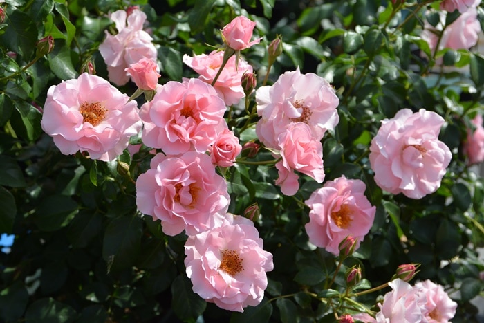 リサリサ（大苗） 7号鉢植え バラ苗 《農林水産省 登録品種》 四季咲き