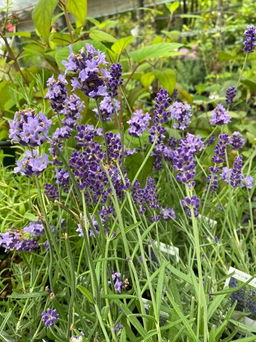 グラッポニア　ラベンダー　希少 Riihimaen Lasi/Grapponia/ナニー・スティル/グラッポニアボトル