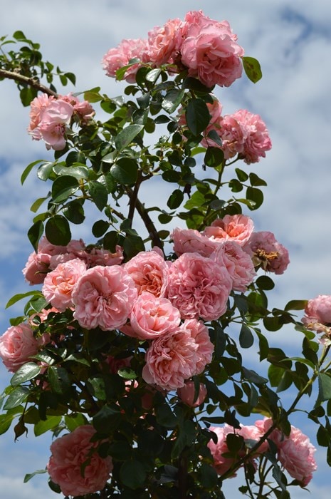 バラ苗　2.苗コロンとした桜色蕾付きバラと和バラ挿し木 ✤バラ✤挿し木苗✤パレード②✤幼苗✤つるバラ✤艶やかローズ