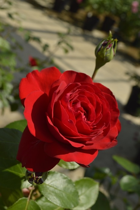 切り花品種バラ苗　レアバラ SWEET DIAMOND ♡ Rose 切り花品種バラ苗 レアバラ - 花オンライン ショップ
