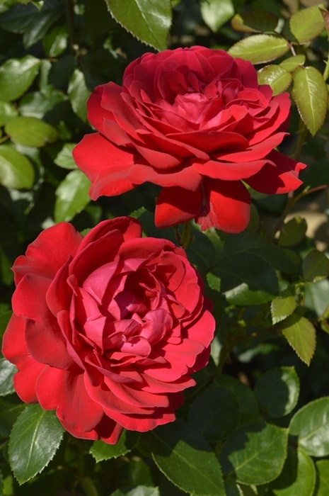 ティアーモ（大苗予約）7号鉢植え　　四季咲き大輪系（ハイブリッドティーローズ）　バラ苗　《農林水産省 登録品種》