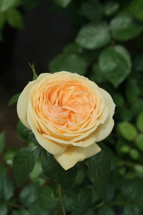 ティップン・トップ（大苗予約）7号鉢植え 四季咲き大輪系