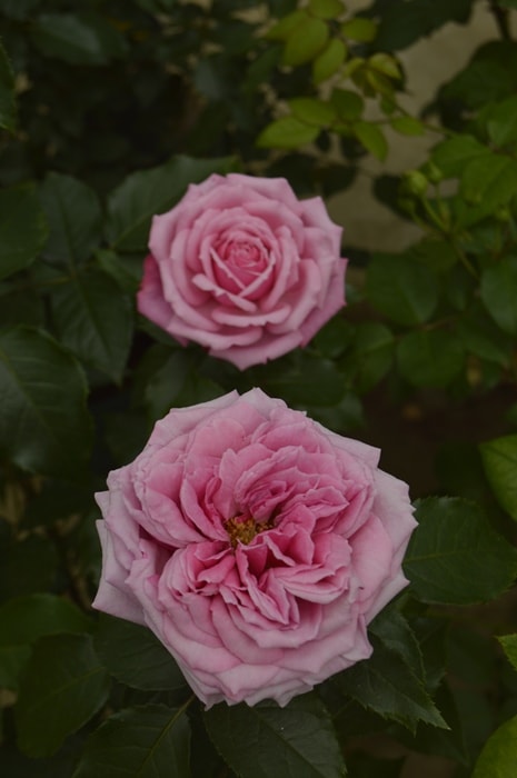 フューチャー・パフューム(大苗予約）7号鉢植え　バラ苗　《農林水産省 登録品種》　四季咲き大輪系（ハイブリッドティーローズ）